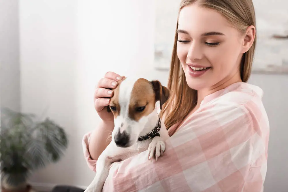 Do Jack Russell Terriers Like to Cuddle? Unraveling the Myth