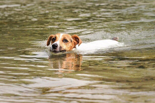 Can Jack Russell Terriers Swim