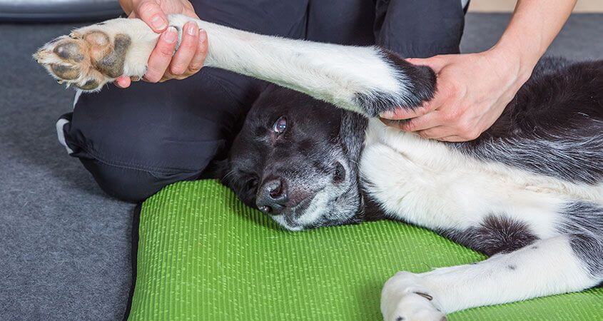 How to Help a Dog with Arthritis?