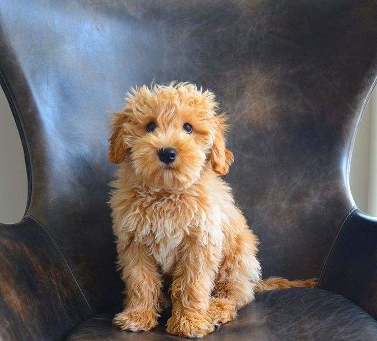 can labradoodles be akc registered