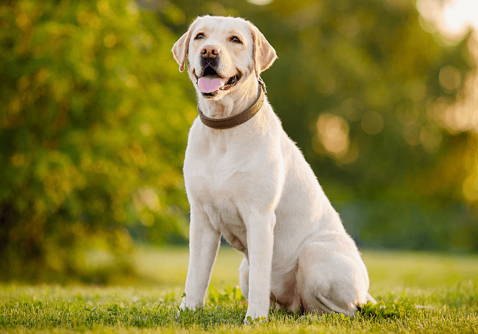 Hypoallergenic labrador sales