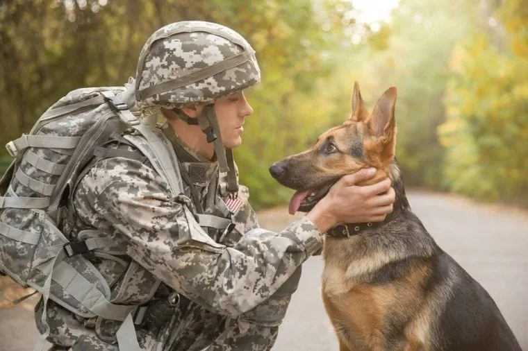 Army Dogs helps