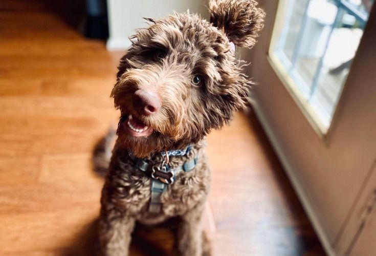 Do labradoodles have webbed clearance feet