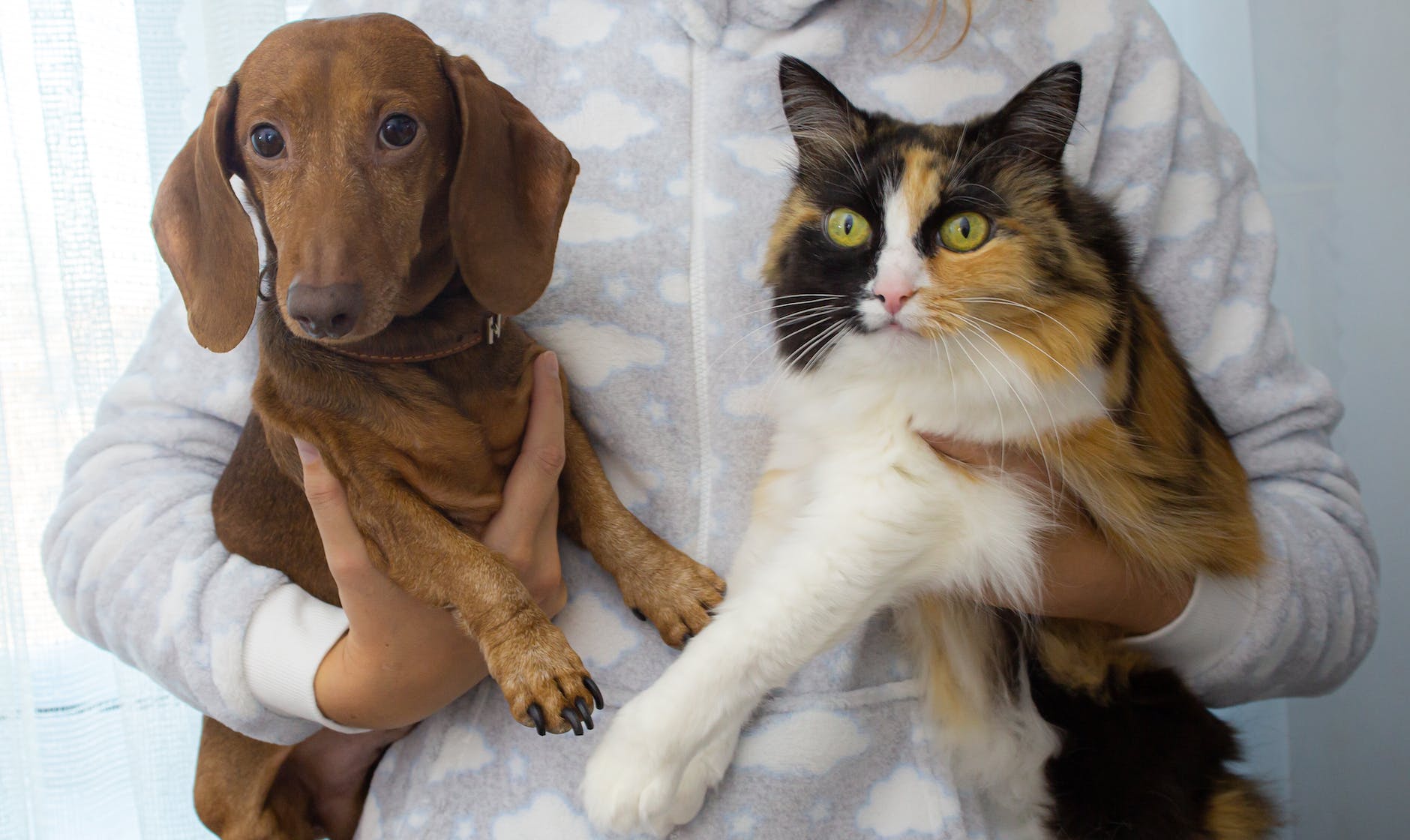 Are Dachshunds Good with Cats?