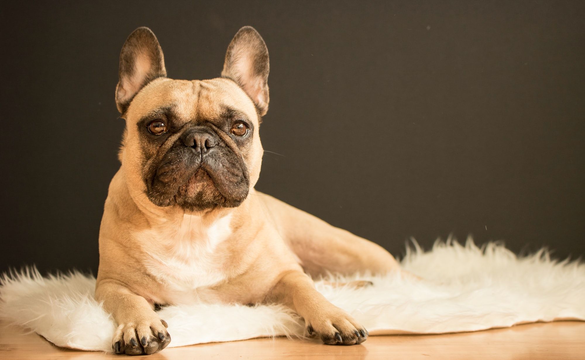 How much does a french bulldog cost