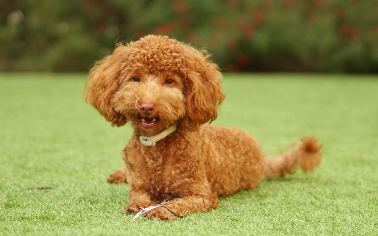 chocolate poodle sitting on grass