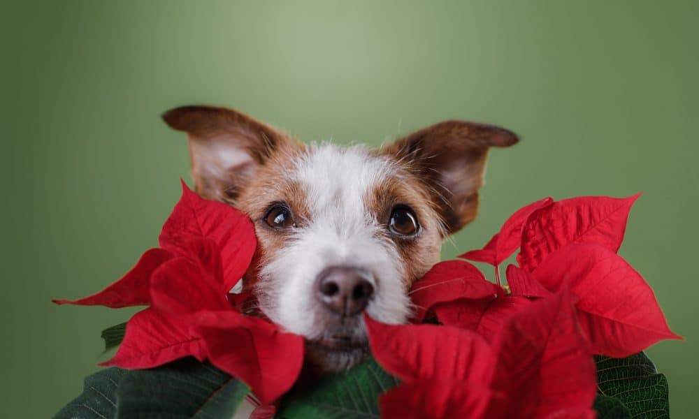 Toxic Holiday Plants for Dogs