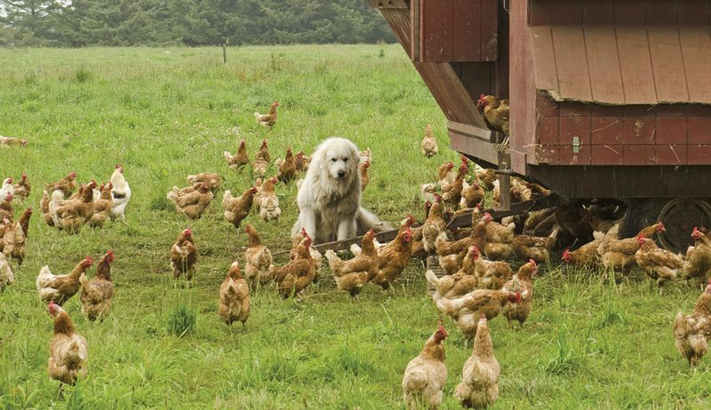 Great Pyrenees Protecting Chickens