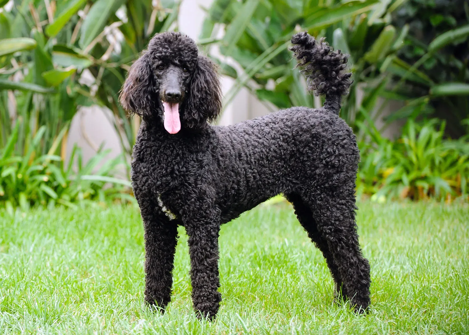 french poodle dog        <h3 class=