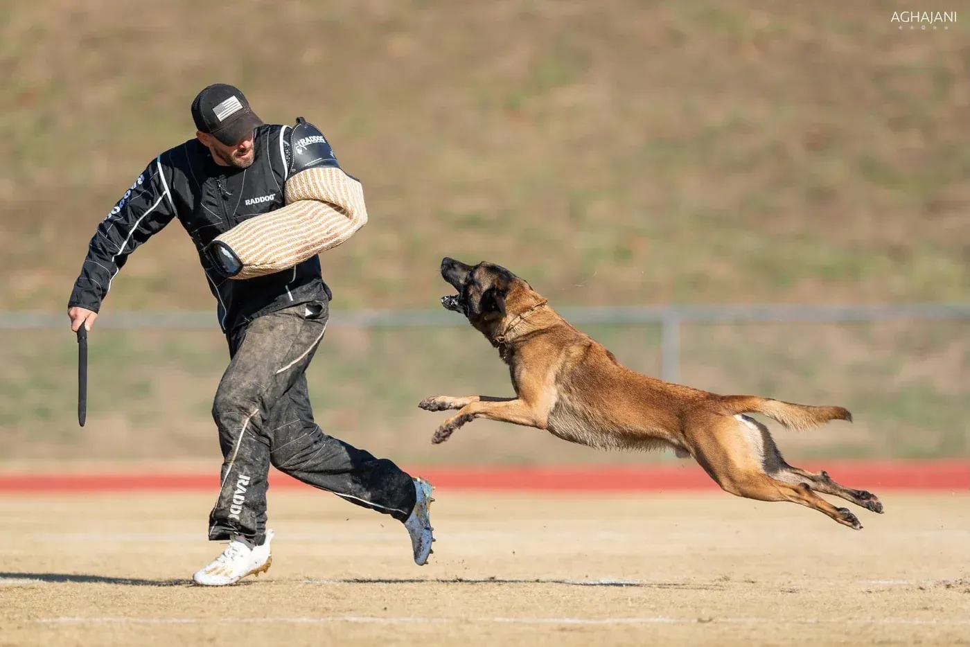 Malinois deals dog training