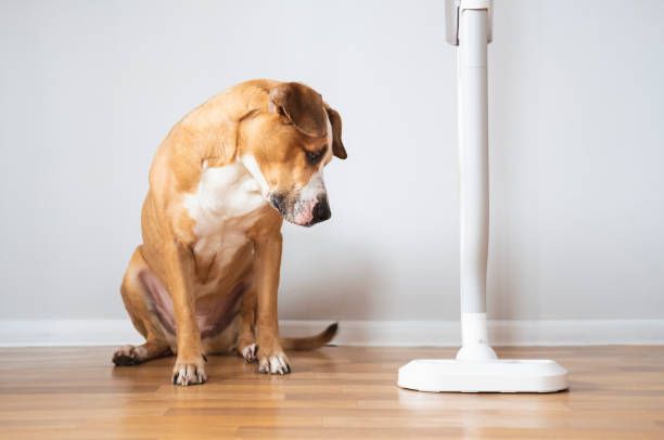 Why Do dogs dislike vacuums