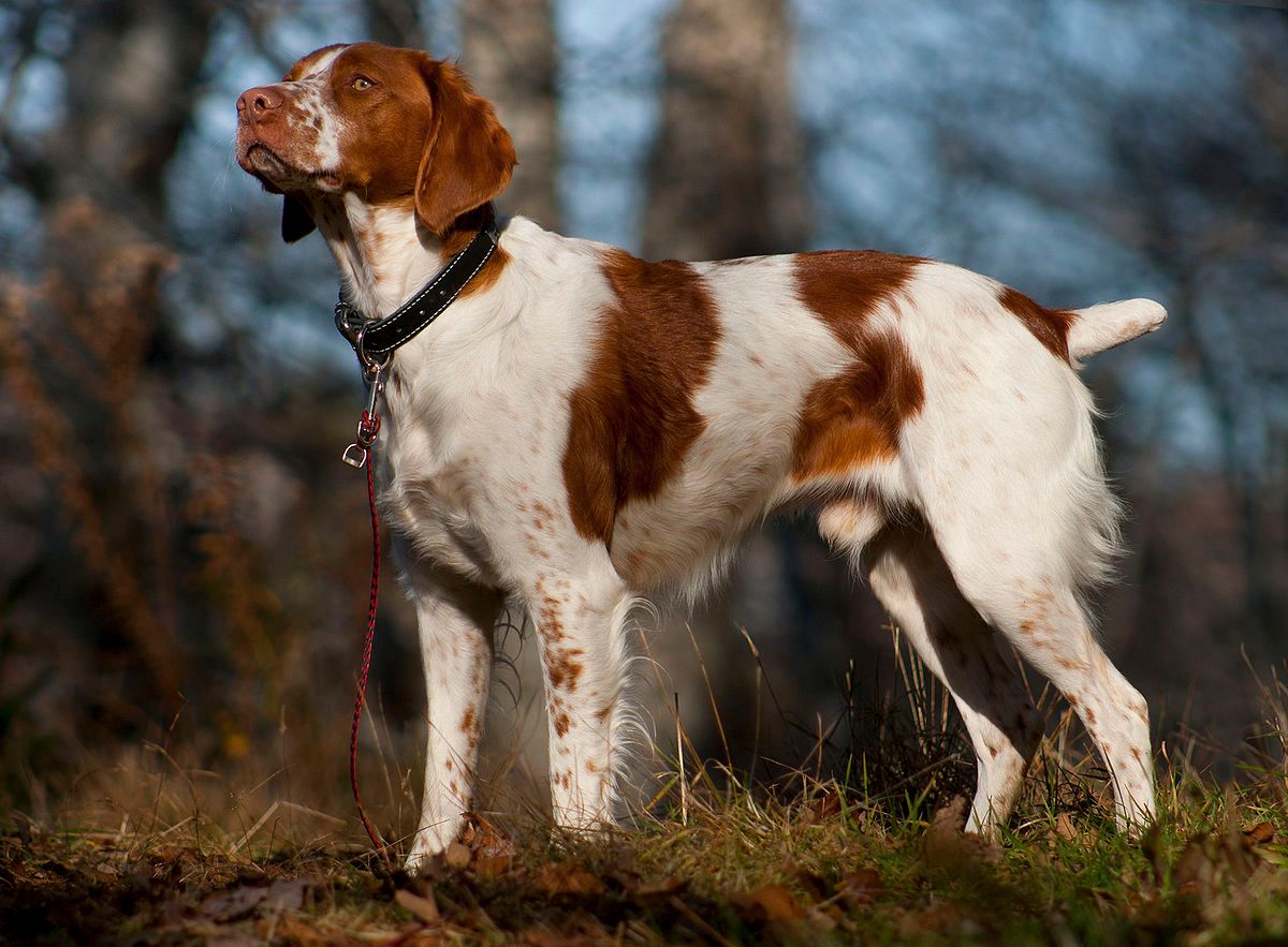 Are Brittany Spaniels Good with Cats