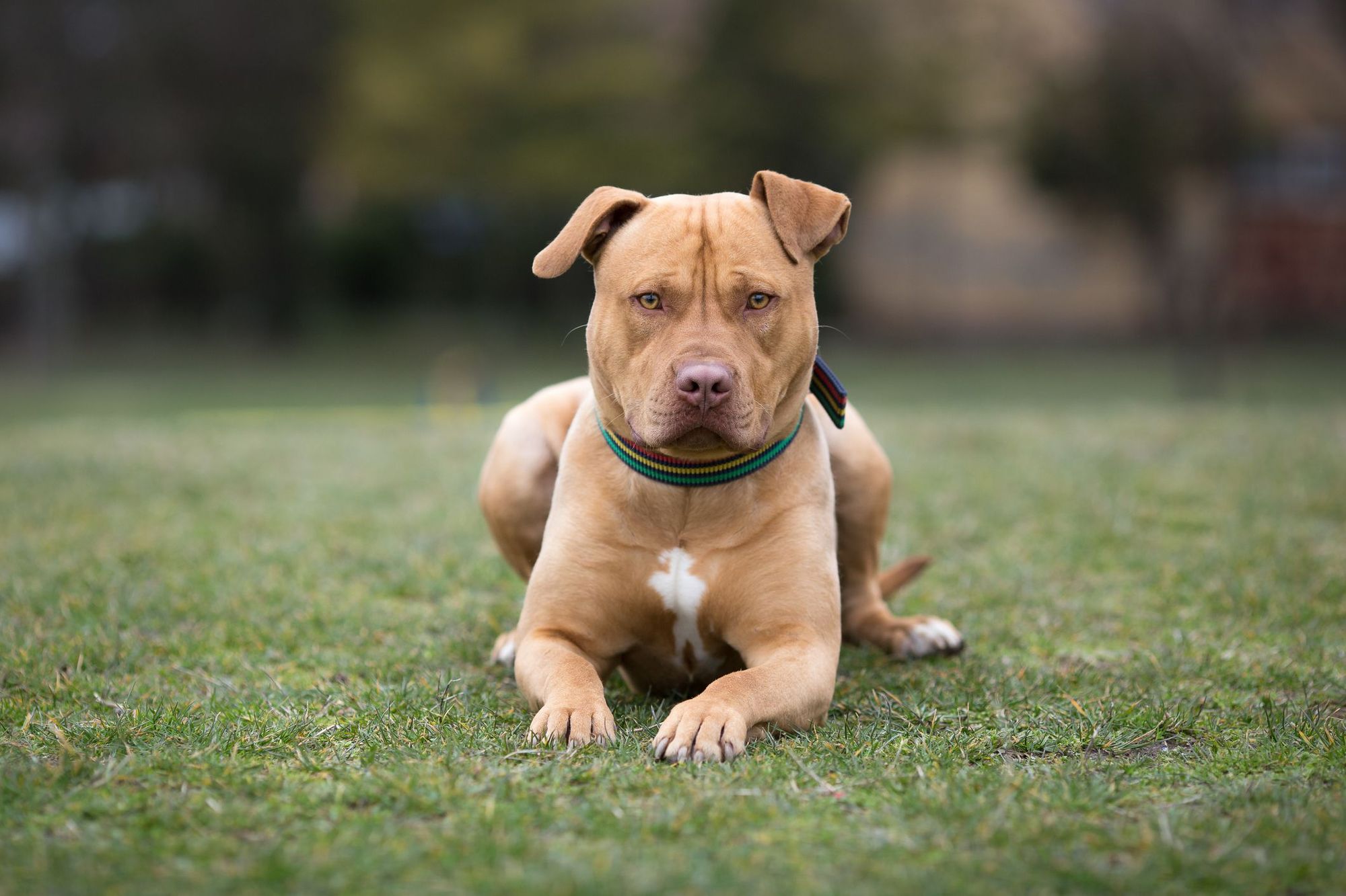 American Staffordshire Terriers