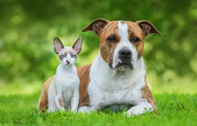 American Staffordshire Terriers with Cats