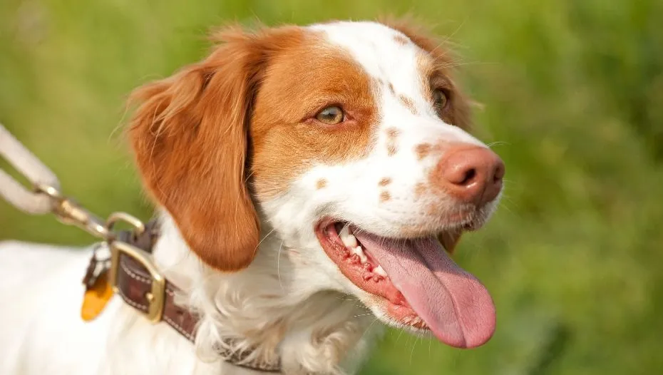 Brittany Spaniel Grooming 