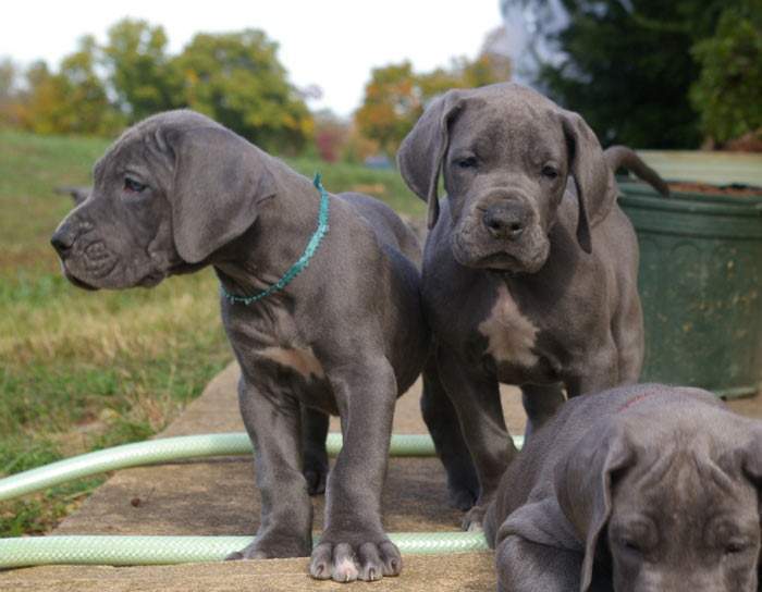  Great Dane Puppies