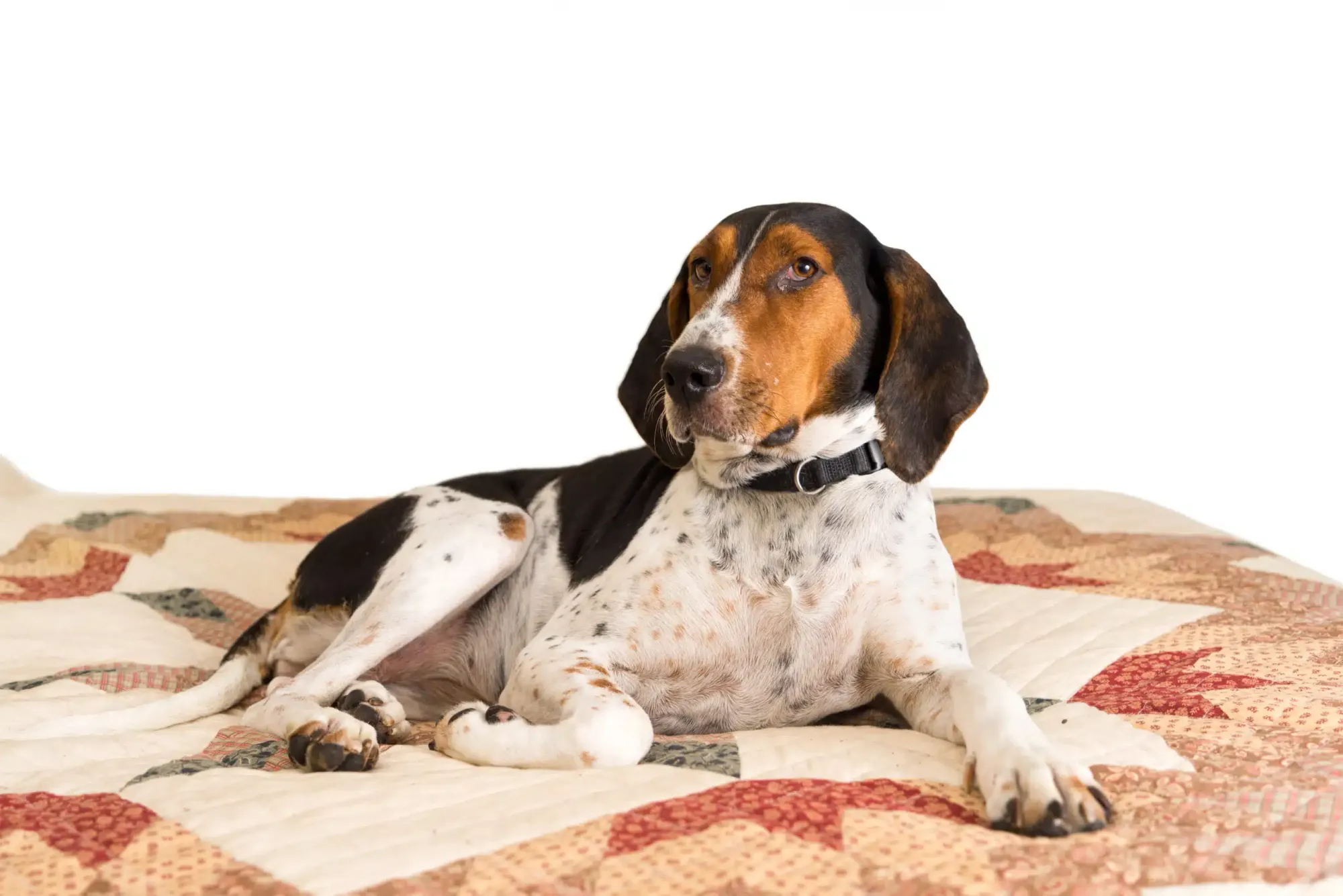 Treeing walker hot sale coonhound characteristics