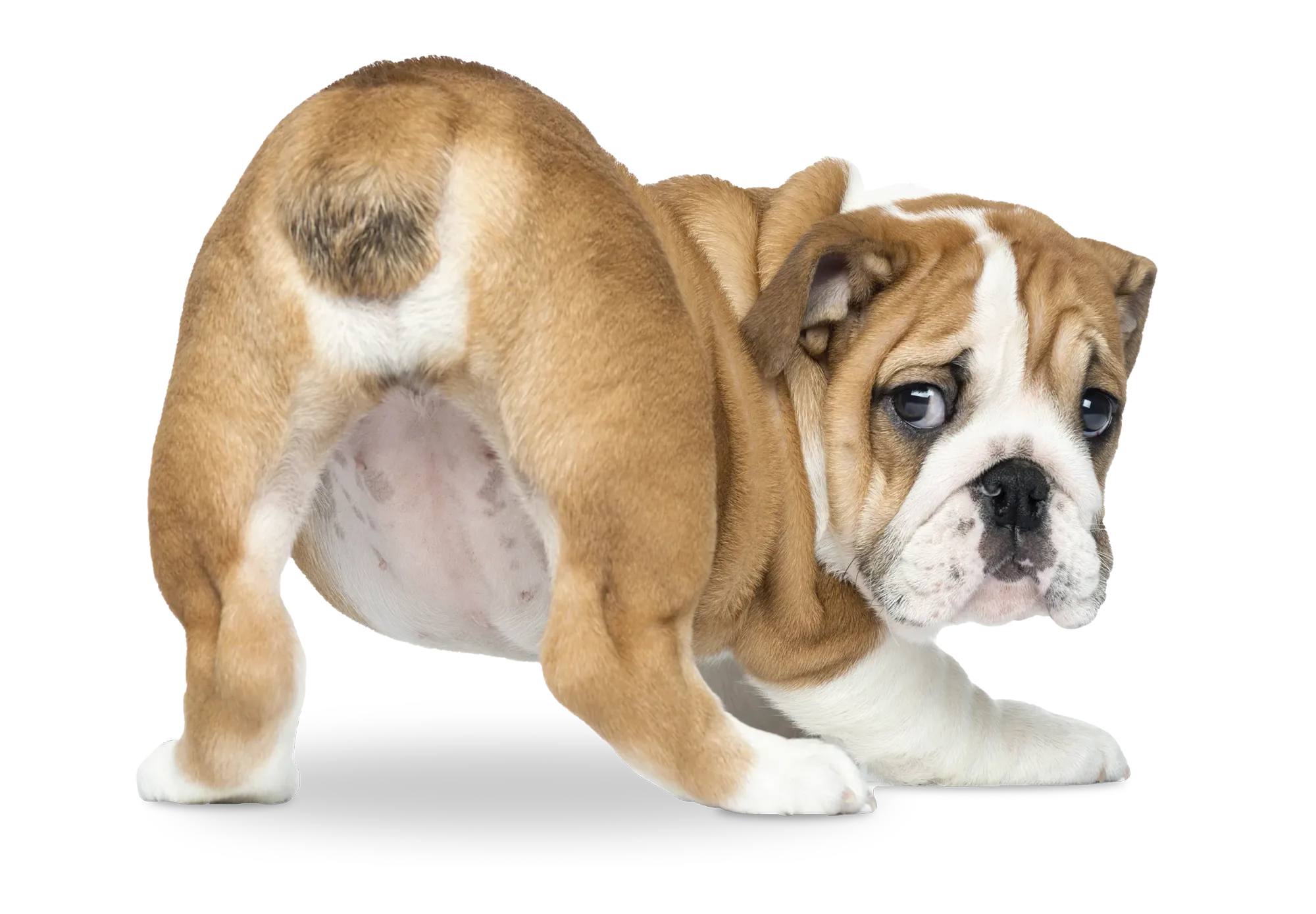 How to Tell If Your Dog's Anal Glands Are Full