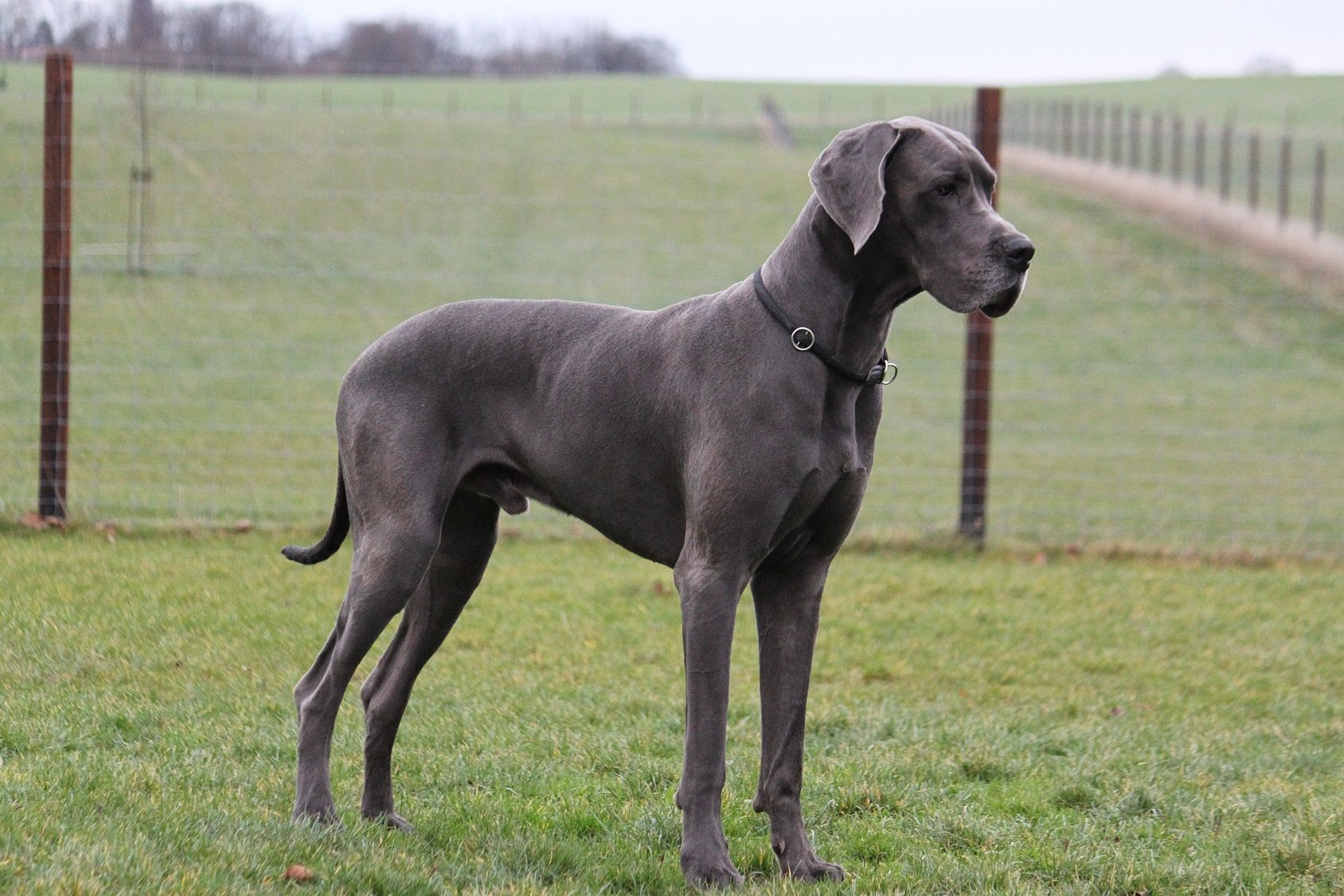 Best dog shampoo for clearance great danes