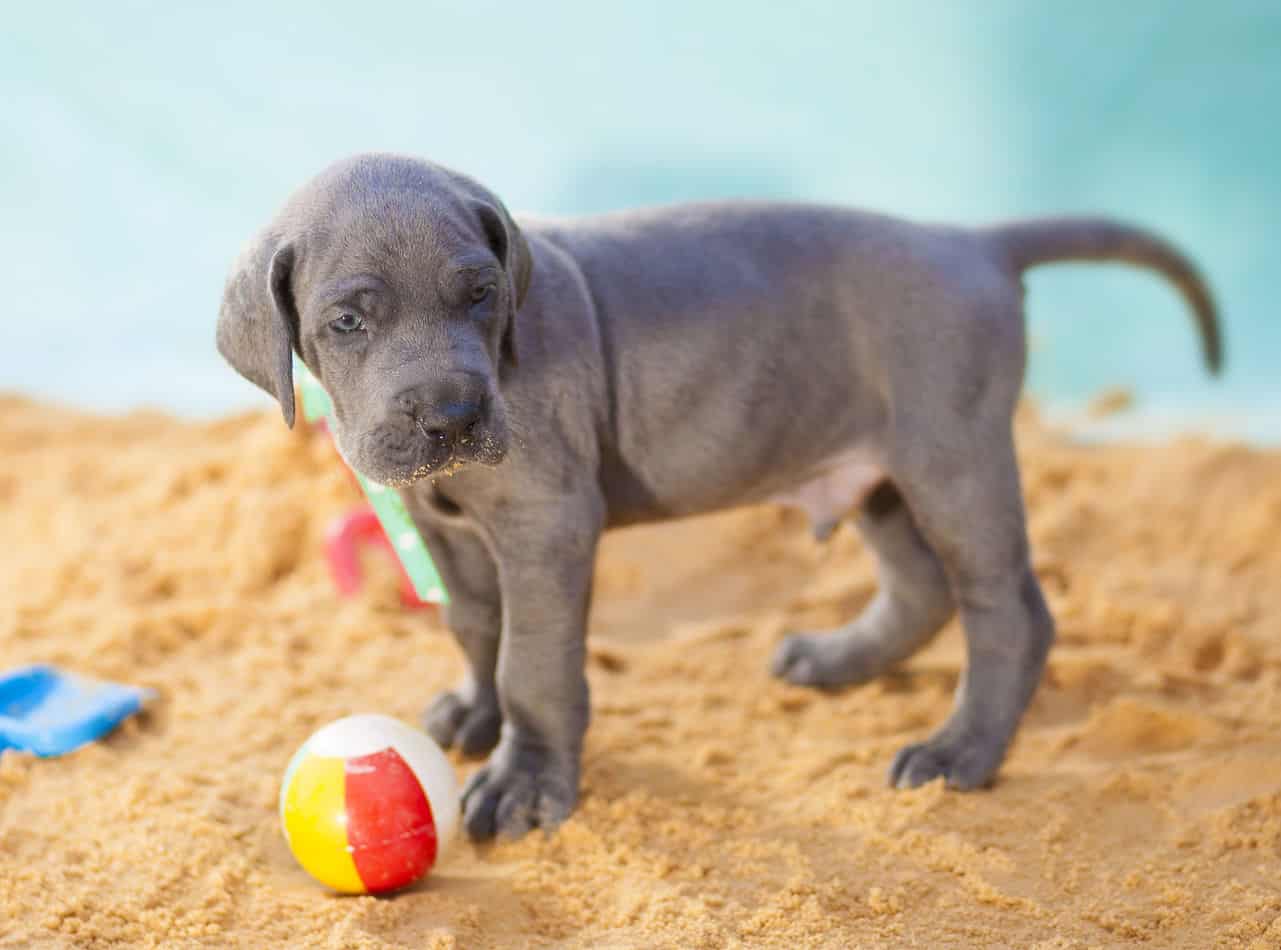 Great Dane Puppy standing in sand