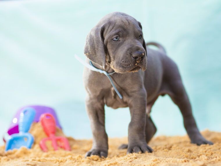 Great Dane Puppies