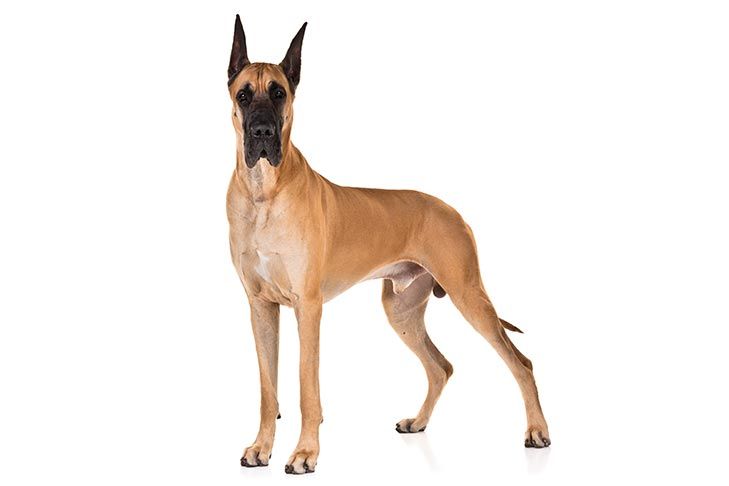 Great Dane dog breed