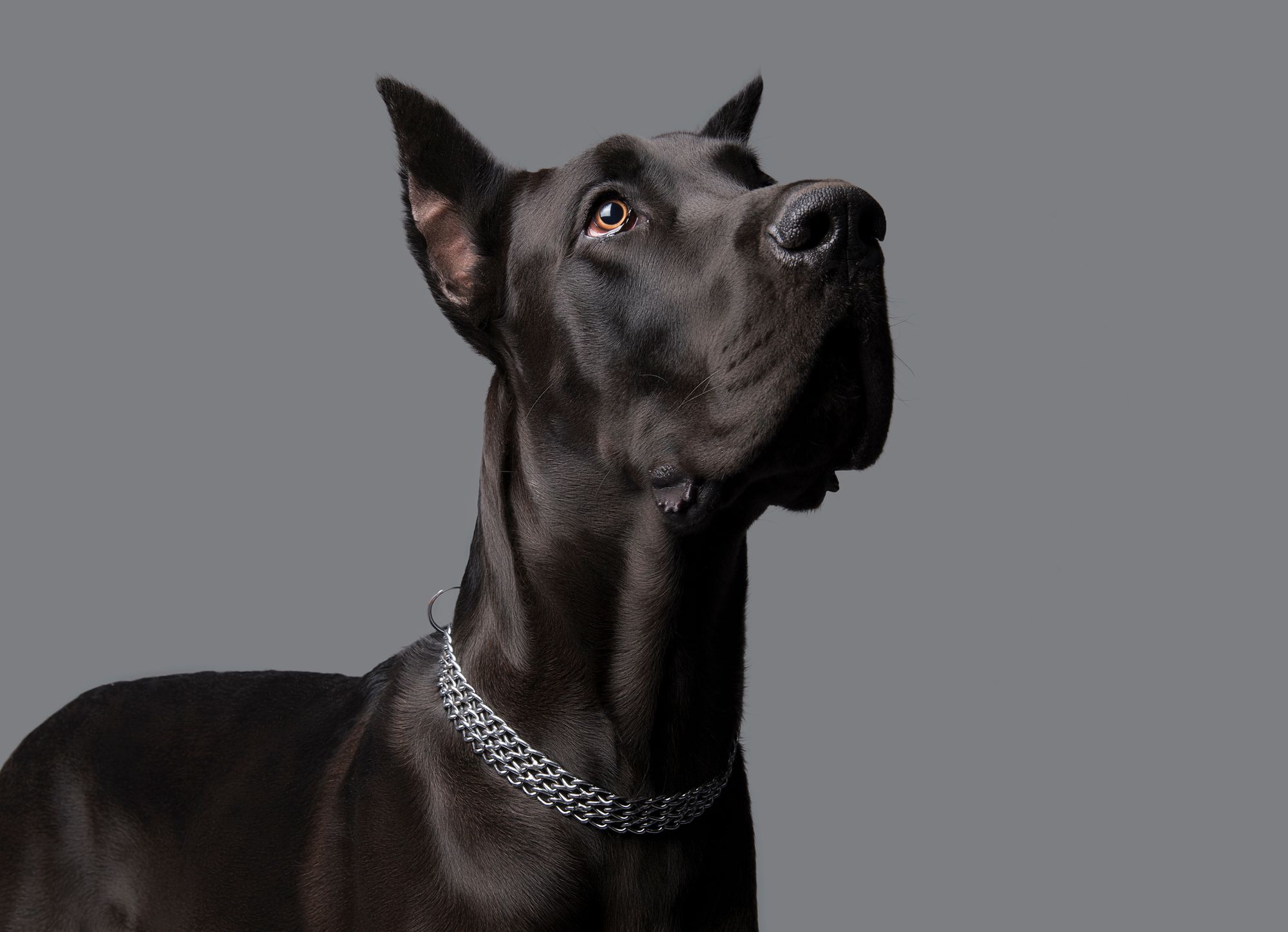 Great dane best sale emotional support animal