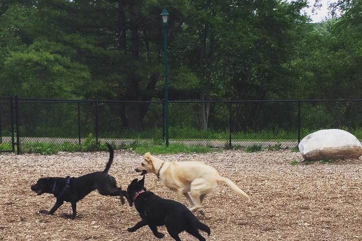Connecticut dog parks