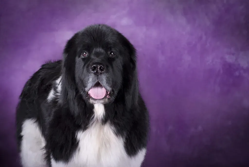 Grooming and Care for Newfoundland Dogs