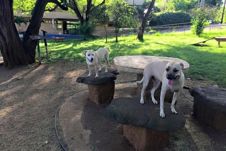 Hawaii dog parks