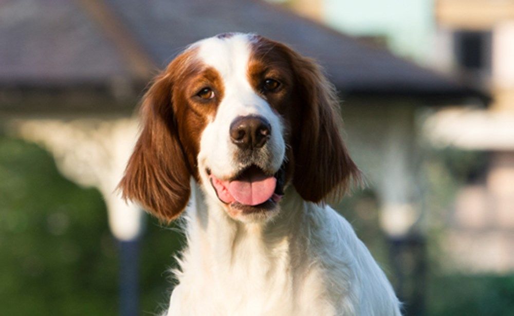 Irish Red and White Setter: Breed Insights