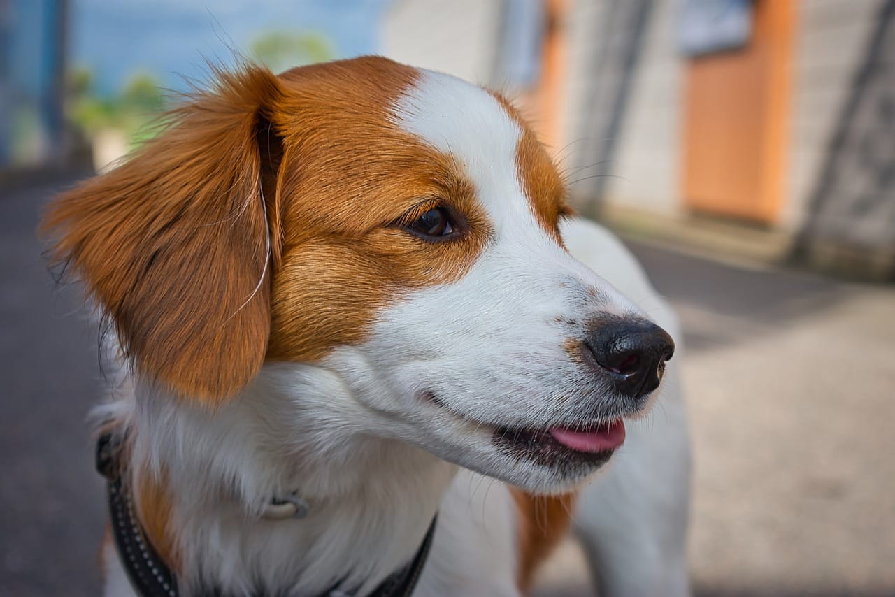 https://blog.tryfi.com/content/images/2023/11/Kooikerhondje.jpg