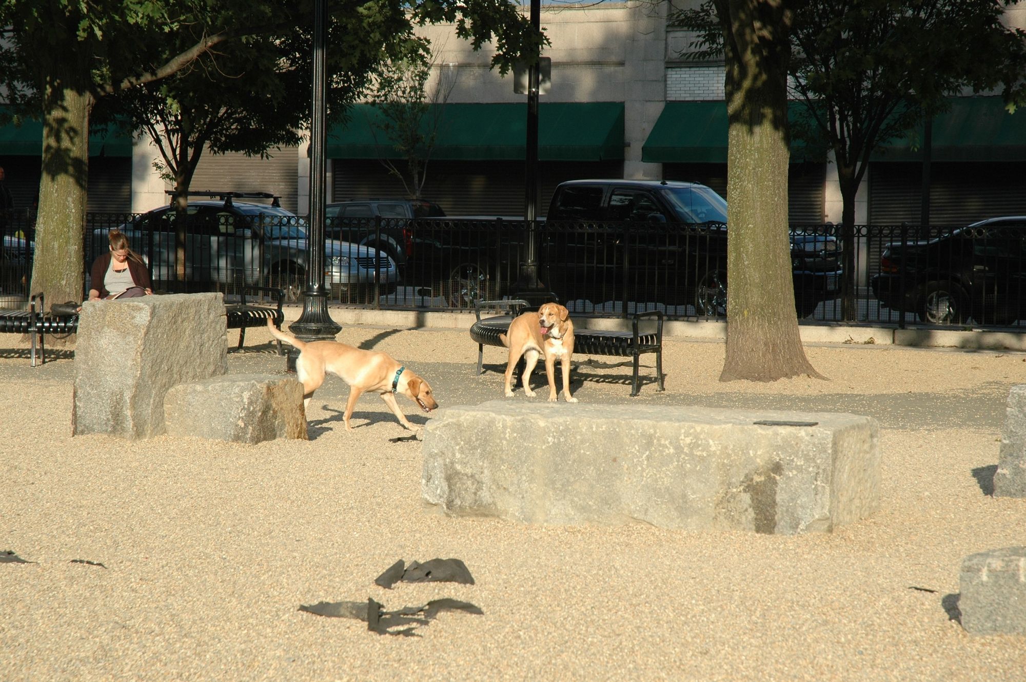 Massachusetts dog parks