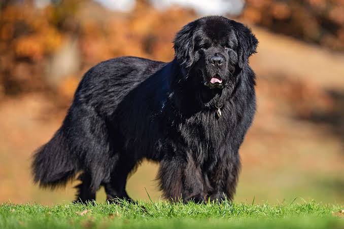 Newfoundland Dogs