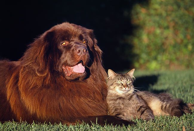 Newfoundland Dogs Good with Cats