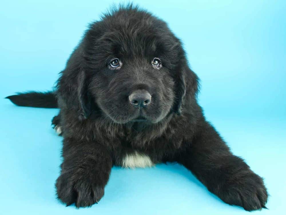 Newfoundland Dogs