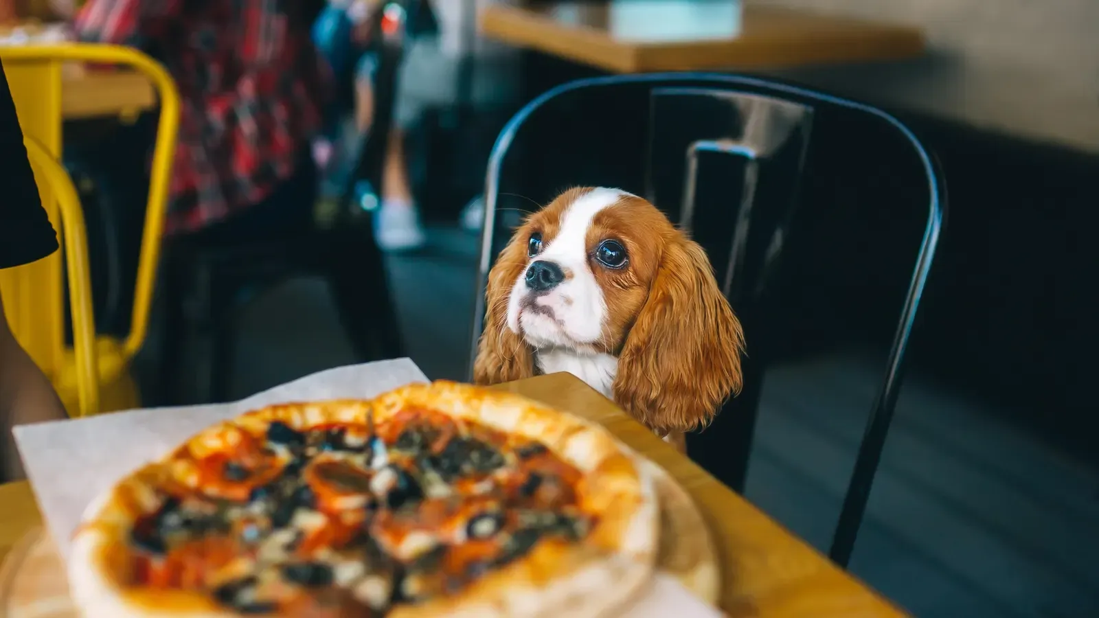 Pet-Friendly Restaurants and Cafes in Orlando