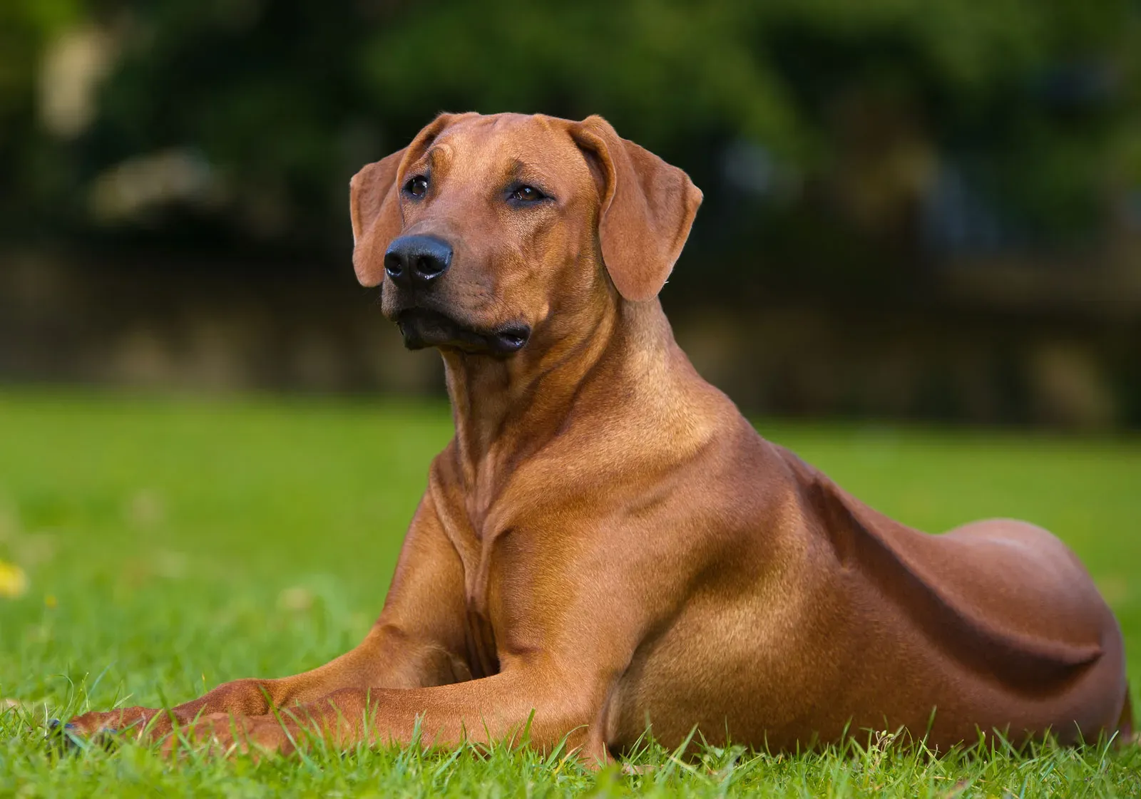 Training and Socialization for Rhodesian Ridgebacks and Cats