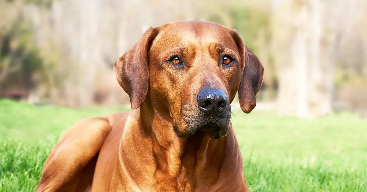 Rhodesian Ridgeback