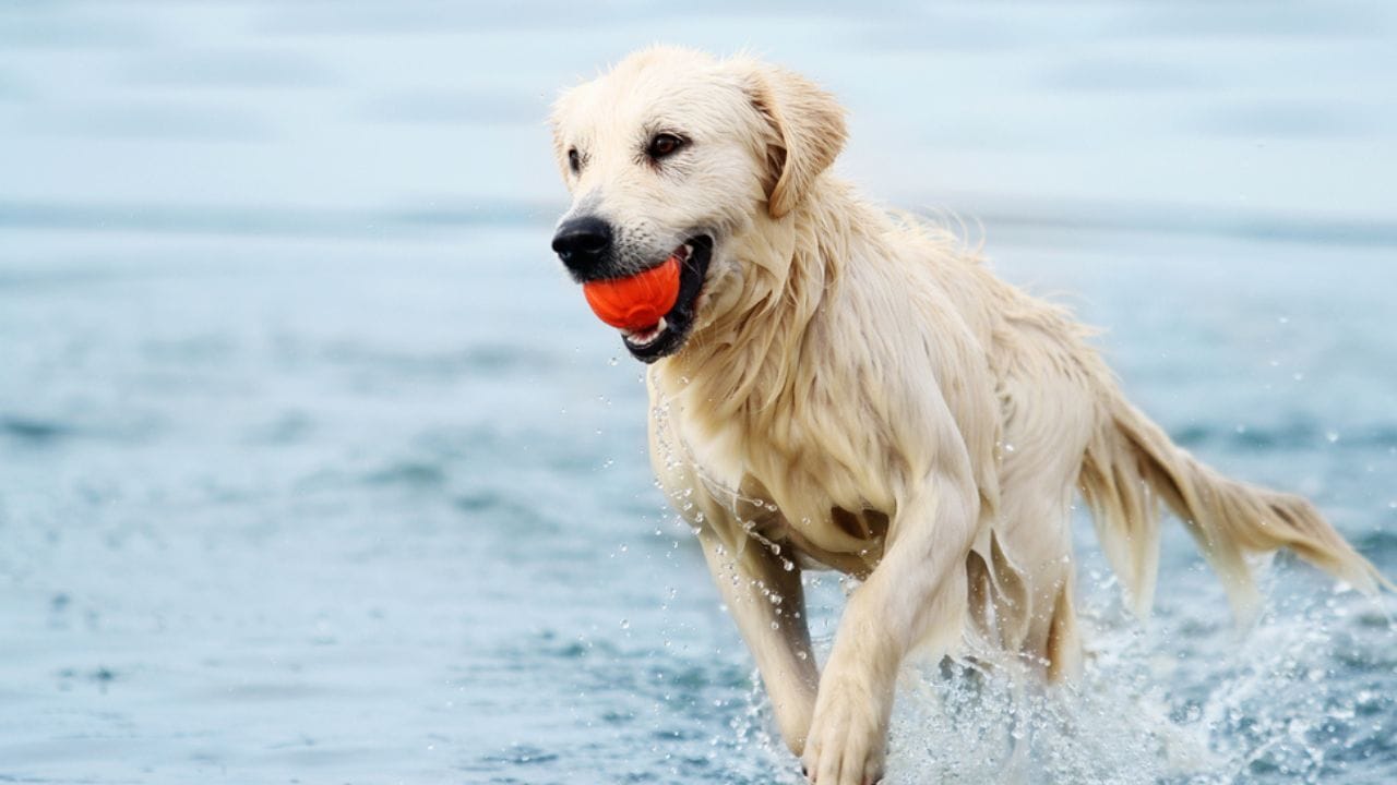 Dog playing near a beach
