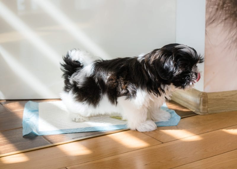 Are Shih Tzu Easy to Potty Train