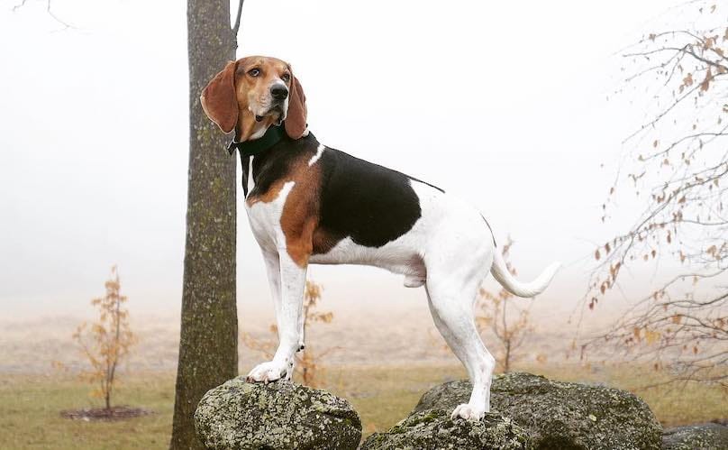 Where are treeing walker coonhounds from
