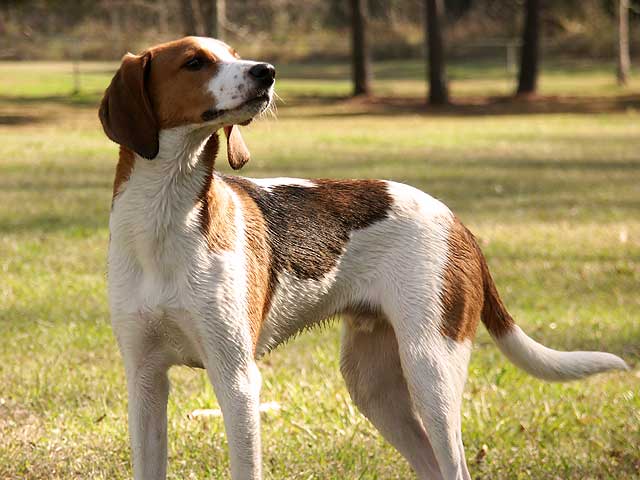 Treeing Walker Coonhounds