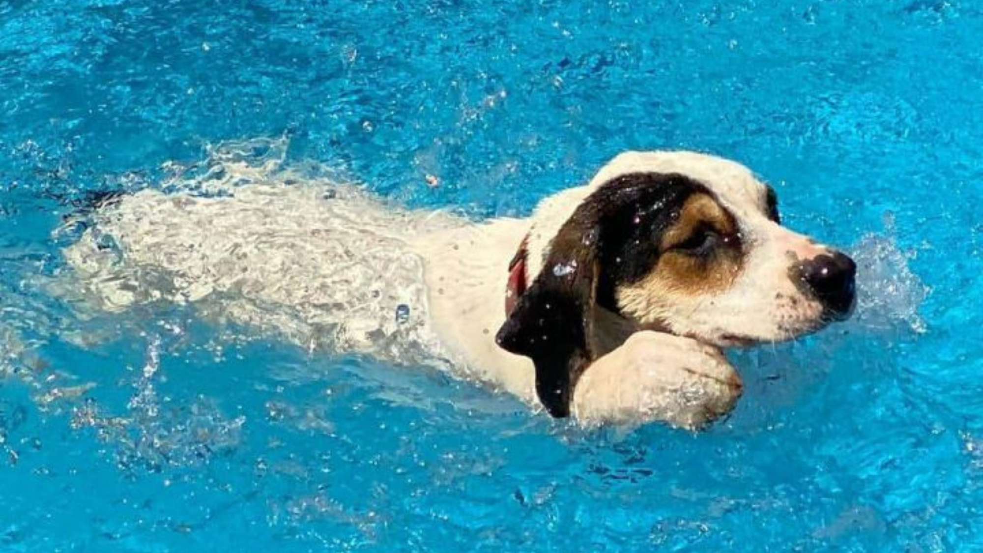 Do Treeing Walker Coonhounds Like to Swim