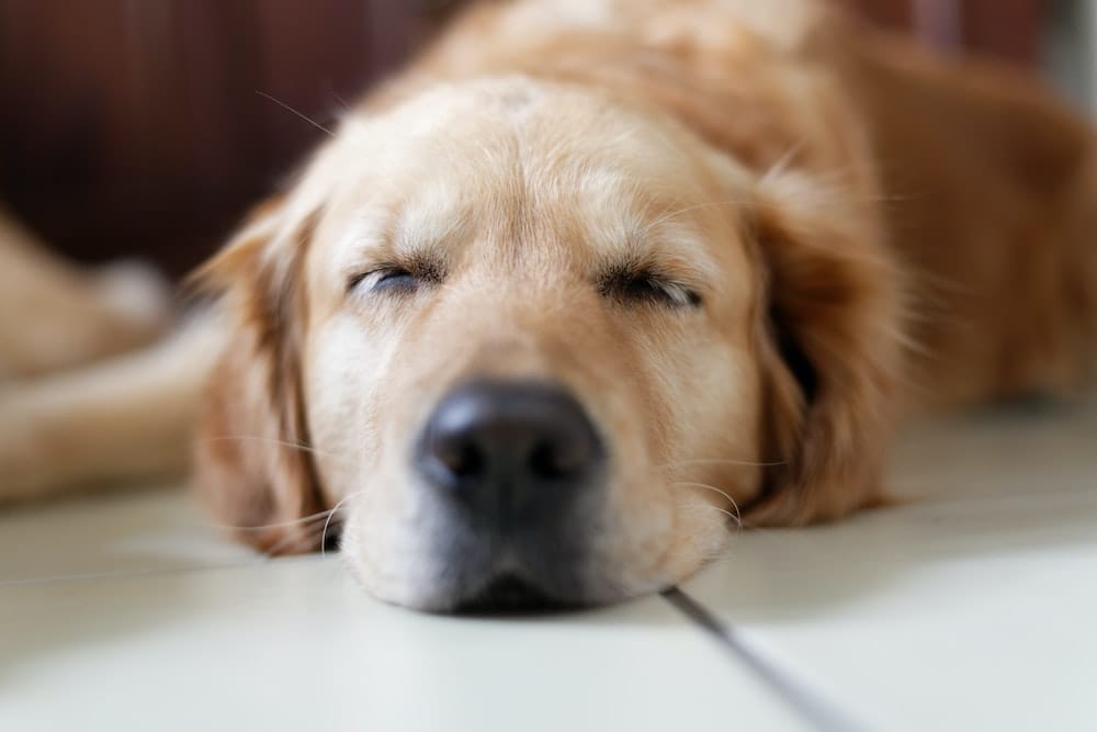 Why Do Dogs Howl in their sleep