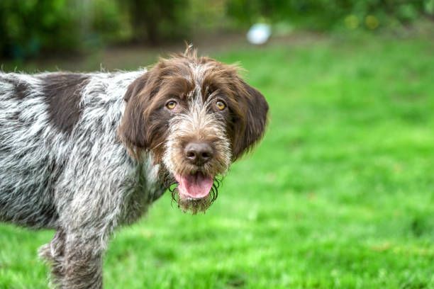Wirehaired Pointing Griffon