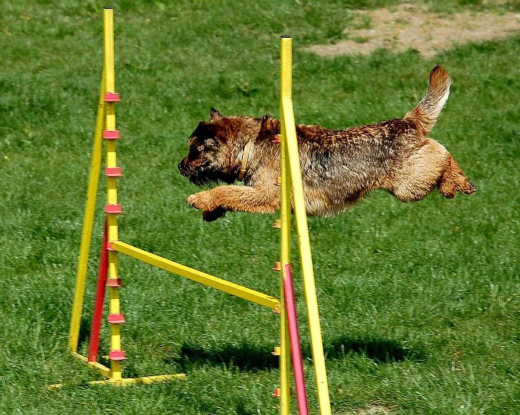 Colorado Springs for Canines: The Best Dog-Friendly Activities