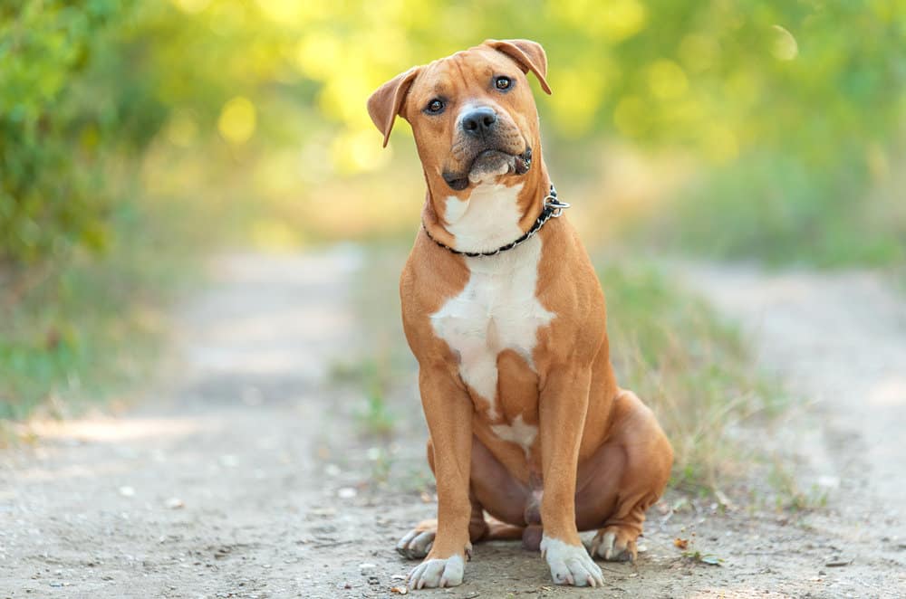 American clearance staffy dog