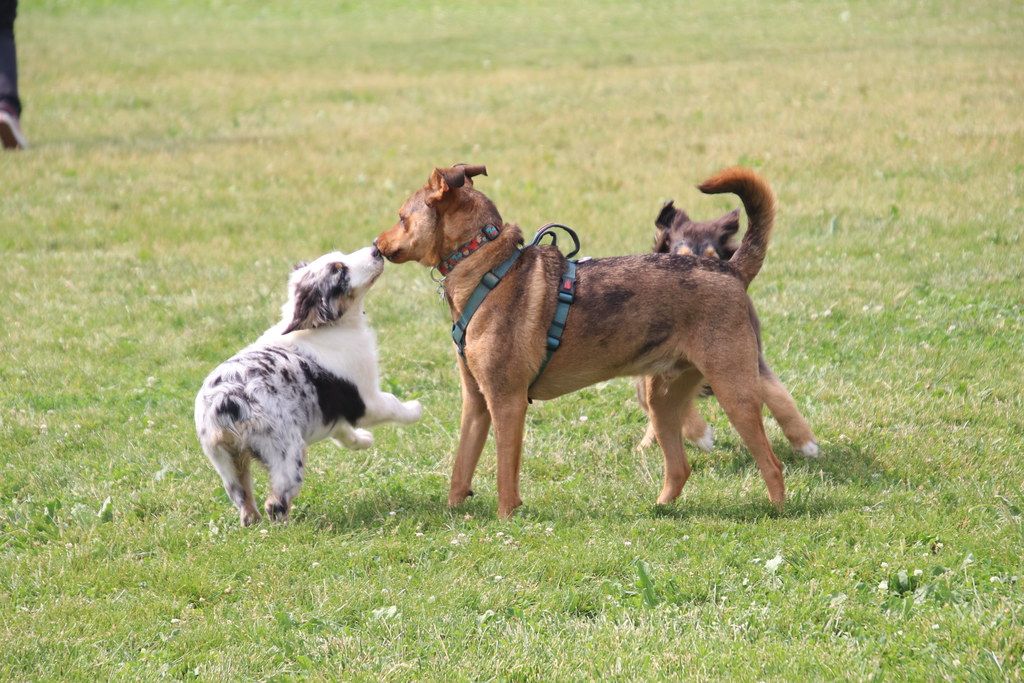 Ann Arbor's Canine-Friendly Cafes and Parks: A Dog Lover's Guide