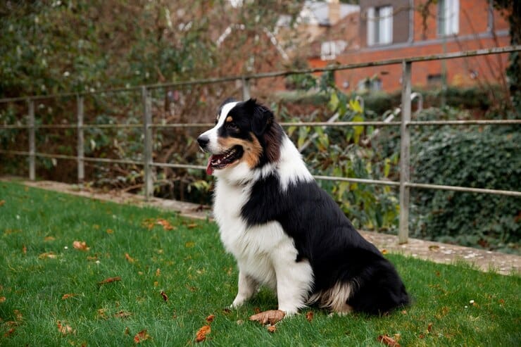 Australian store shepherd allergies